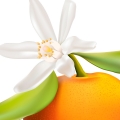 Mandarin Blossom